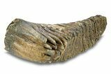 Fossil Woolly Mammoth Lower M Molar - Hungary #295844-6